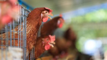 Ayam Layer Terbaik