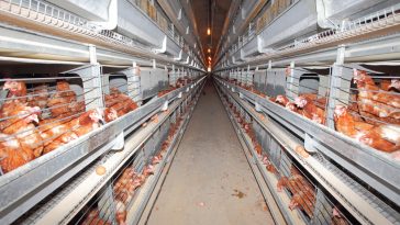 Manajemen Pemeliharaan Ayam Layer