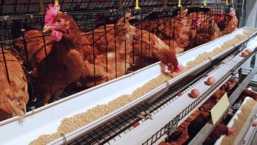 Kebutuhan nutrisi ayam layer