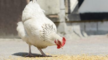 Pakan Ayam Layer