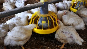 cara ternak ayam potong