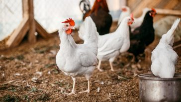 budidaya ayam broiler