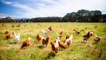 Ternak Ayam Kampung