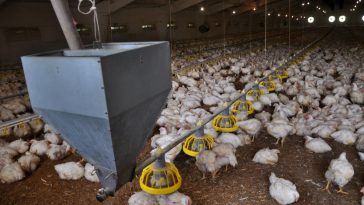 peternakan ayam broiler