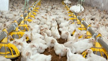 Bisnis Ternak Ayam
