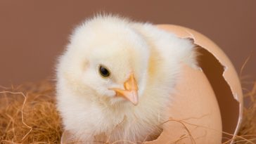 DOC Ayam Petelur