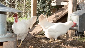 Peternakan Kandang Ayam