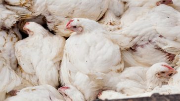 Peternak ayam broiler