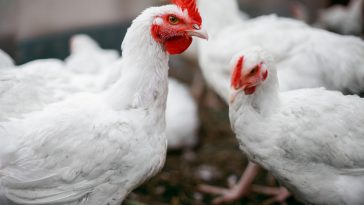 Daging Ayam Broiler Terbaik