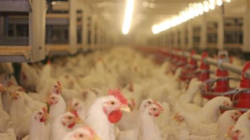 Bisnis Ayam