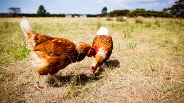 Bisnis Ayam Kampung