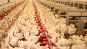 Memulai Bisnis Ternak Ayam
