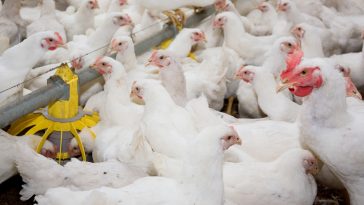 Daging Ayam Broiler Segar