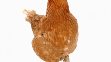 Manajemen Pemeliharaan Ayam Layer