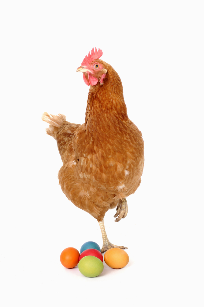 Manajemen Pemeliharaan Ayam Layer