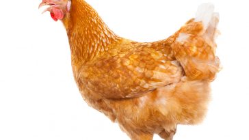 Nutrisi Ayam Layer