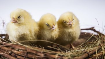 Pemeliharaan DOC ayam kampung