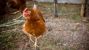 Peternakan Ayam Layer