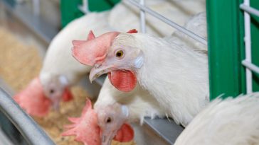 Peternakan Ayam yang Layak