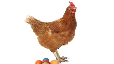 Telur Ayam Layer Berkualitas