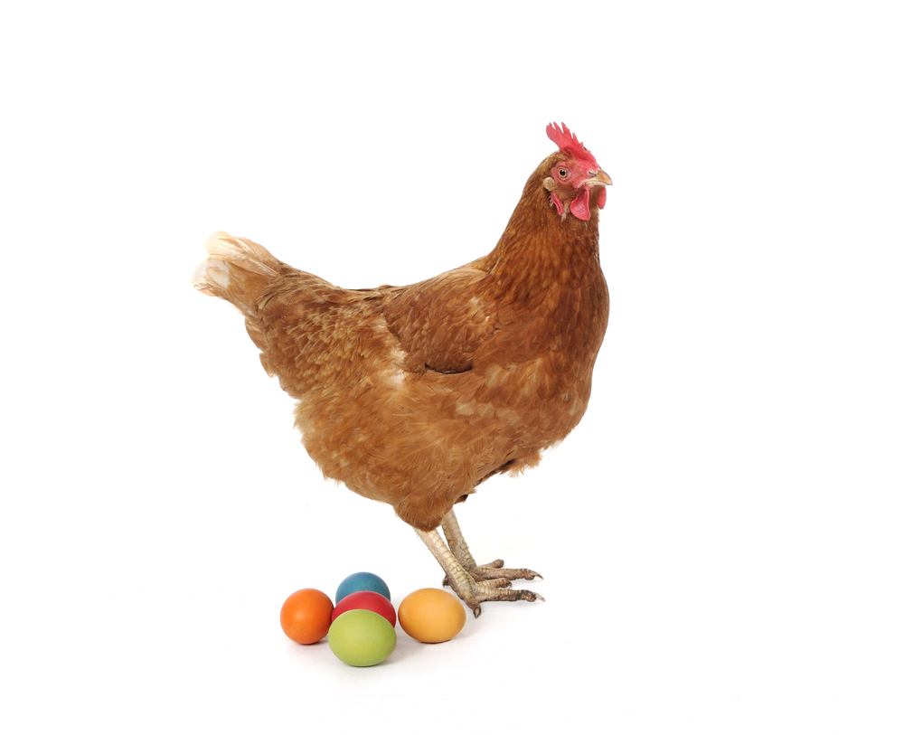 Telur Ayam Layer Berkualitas