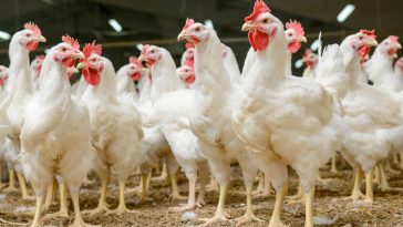 Ternak Ayam Potong