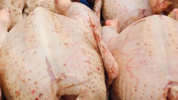 Bisnis Karkas Ayam