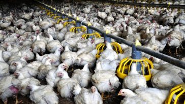 Tips Budidaya Ayam Broiler