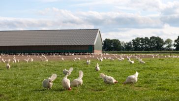 Cara Berternak Ayam