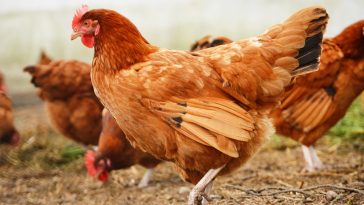 Cara Ternak Ayam Kampung