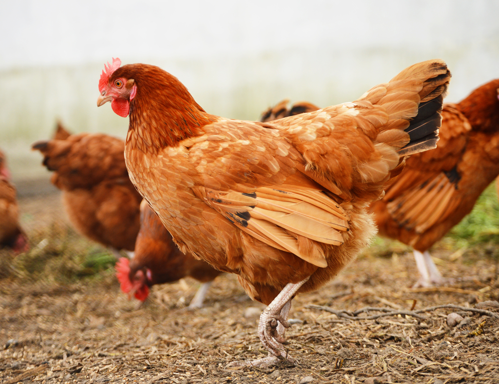 Cara Ternak Ayam Kampung