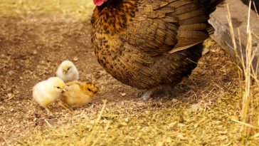Kesehatan Kandang Ayam