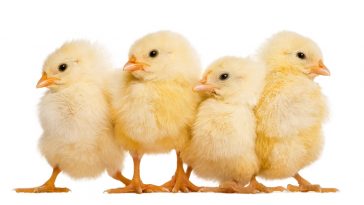 Mengaturan Kandang Ayam