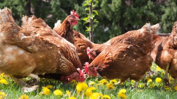 Tips Ternak Ayam Petelur