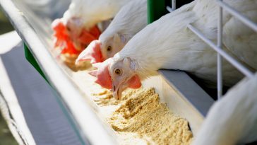 Perawatan Kandang Ayam