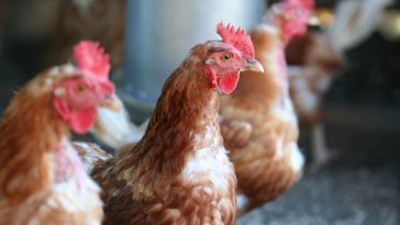 Kebutuhan Nutrisi Ayam