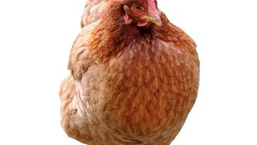 Ayam Layer (2)