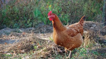 Nutrisi Ayam layer