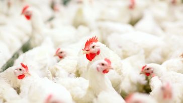 Cara Ternak Ayam Broiler