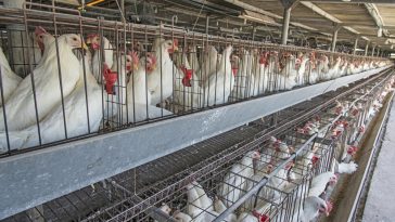 Manajemen Kandang Ayam