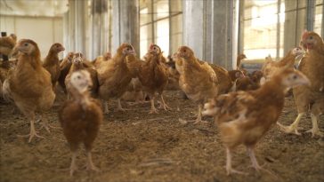 Manajemen Pemeliharaan Ayam