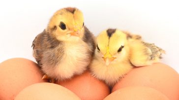 Mendapatkan DOC Ayam