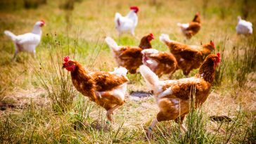 Pemberian Pakan Ayam
