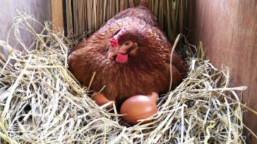 Risiko Ternak Ayam Petelur