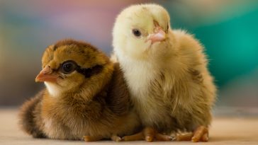 bibit ayam petelur