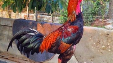 Ternak Ayam Birma