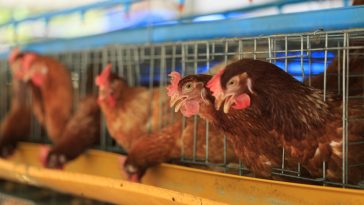 Cara Membuat Kandang Ayam