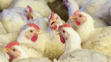 Cara Memulai Ternak Ayam