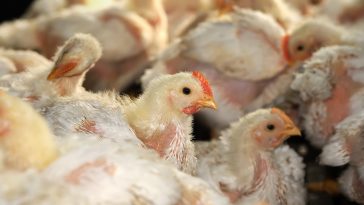 Cara Ternak Ayam (2)