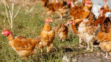 Cara Ternak Ayam Potong